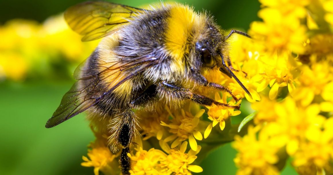 Qui protège la biodiversité chez nous ?