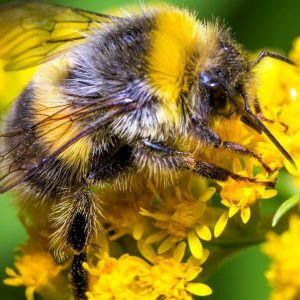 Qui protège la biodiversité chez nous ?