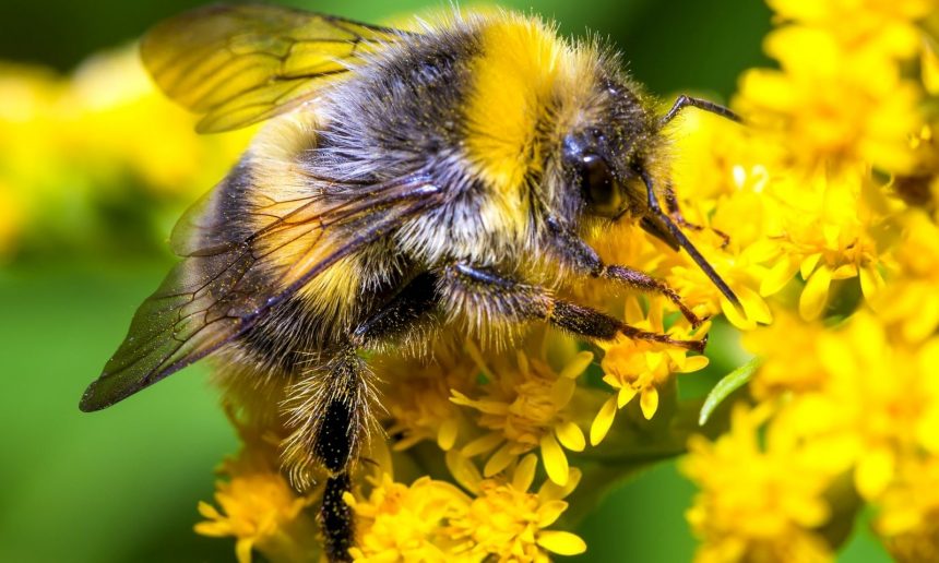 Qui protège la biodiversité chez nous ?