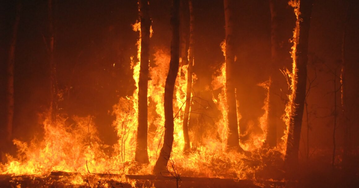 Canicules + spongieuse = danger de feu 2