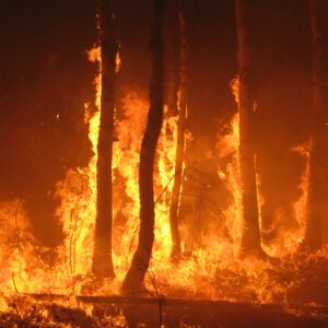 Canicules + spongieuse = danger de feu 2