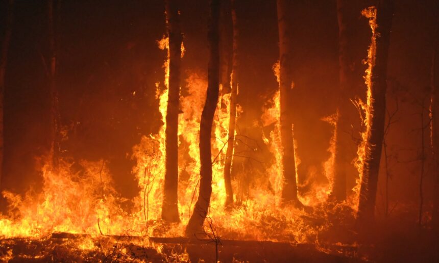 Canicules + spongieuse = danger de feu 2