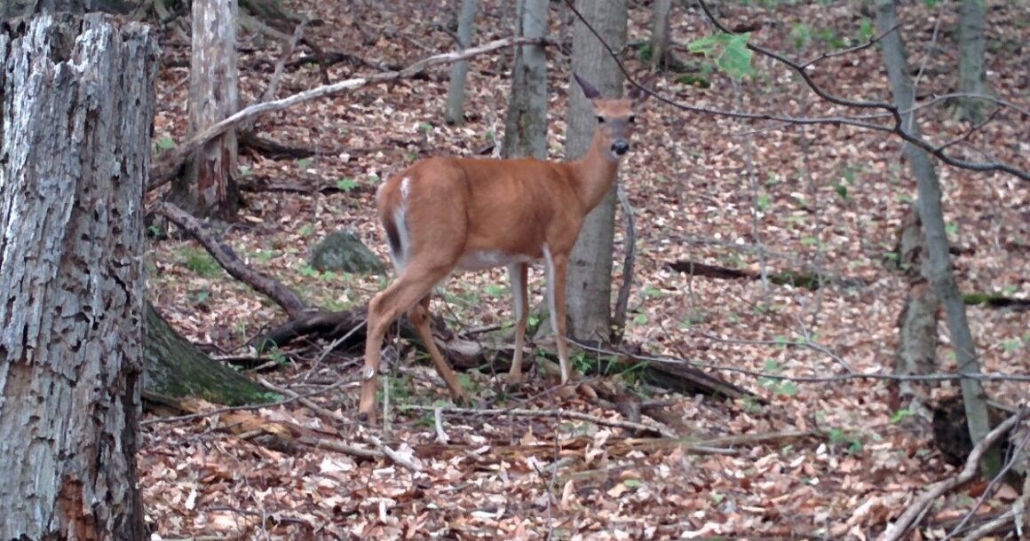 Peut-on protéger les cerfs et l’habitat qui leur donne vie?