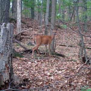 Peut-on protéger les cerfs et l’habitat qui leur donne vie?