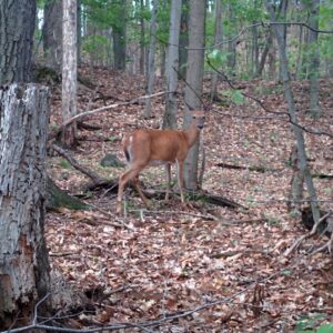 Peut-on protéger les cerfs et l’habitat qui leur donne vie?