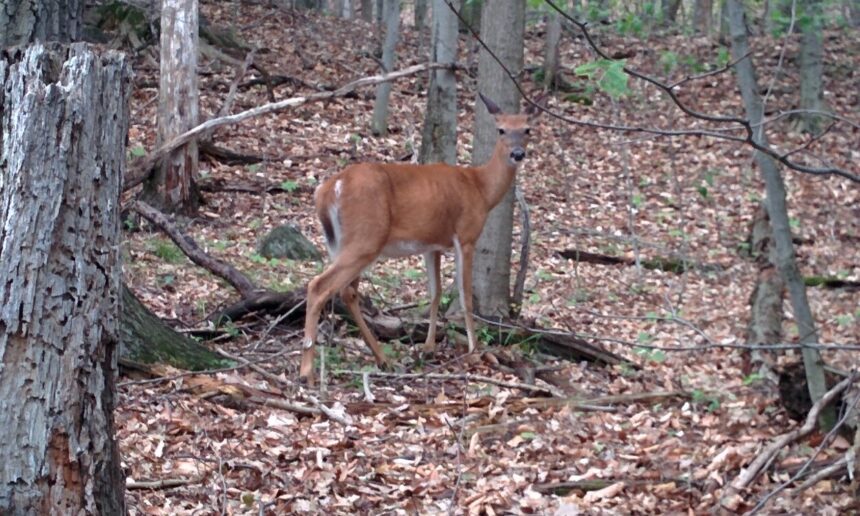 Peut-on protéger les cerfs et l’habitat qui leur donne vie?