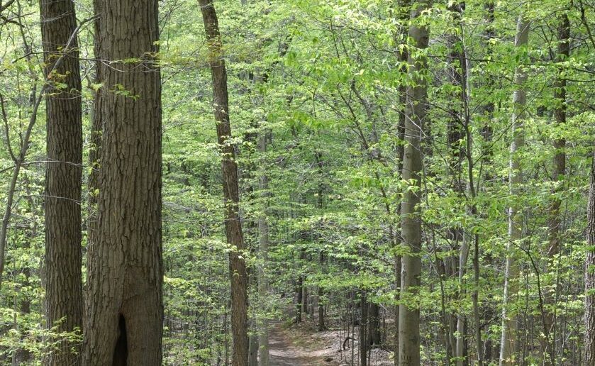 Nature résiliente : une deuxième pousse de feuilles