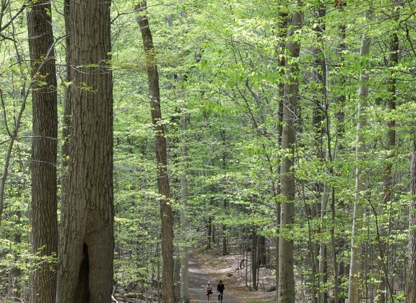 Nature résiliente : une deuxième pousse de feuilles