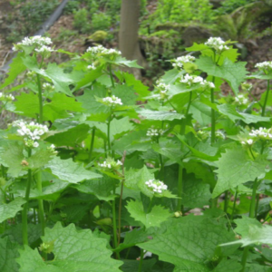 Combattre l’alliaire officinale