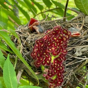 Conservons, et ils reviendront