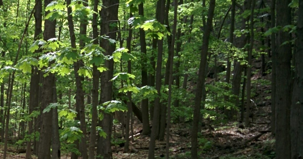 Boisé des Hirondelles : Les contribuables en otage