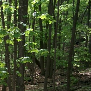 Boisé des Hirondelles : Les contribuables en otage