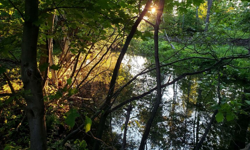 Un plan de conservation pour le mont Saint-Bruno