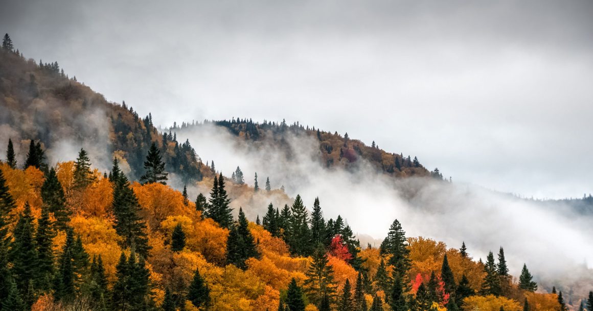 Les forêts primaires sont au coeur de notre survie