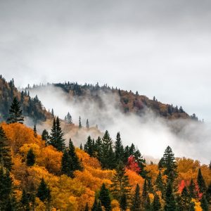 Les forêts primaires et notre survie