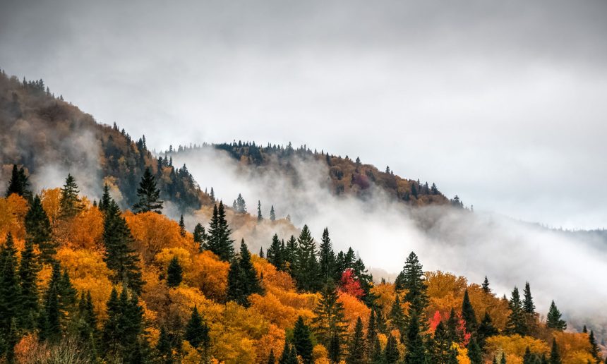 Les forêts primaires sont au coeur de notre survie