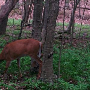 Protéger à la fois les cerfs et leur habitat… la suite