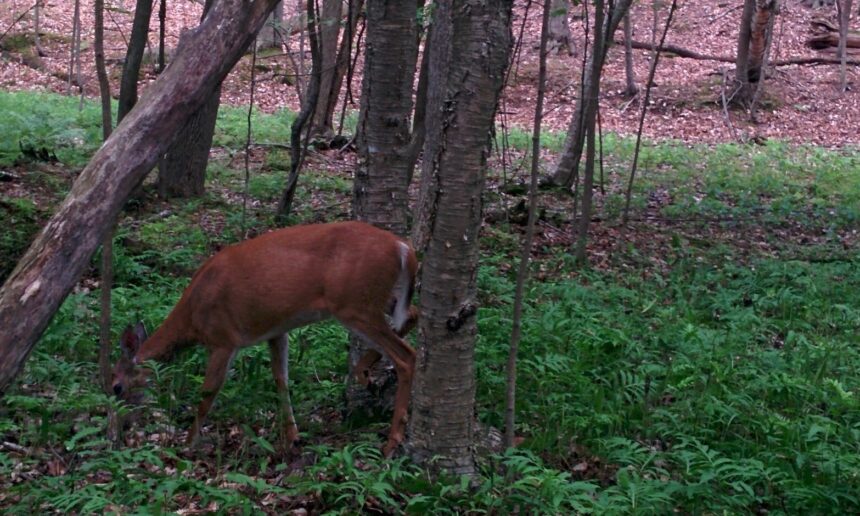 Protéger à la fois les cerfs et leur habitat… la suite