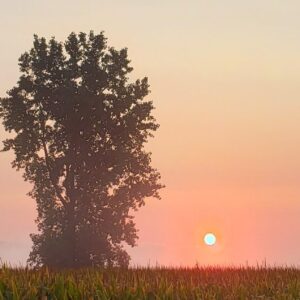 L’écoanxiété : que faire