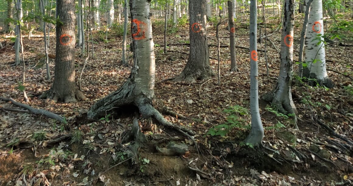 Un moratoire sur l’abattage des arbres