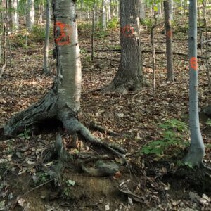 Un moratoire sur l’abattage des arbres