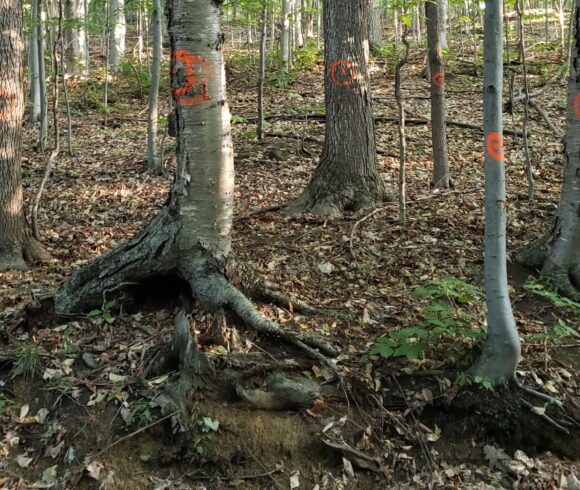 Un moratoire sur l’abattage des arbres