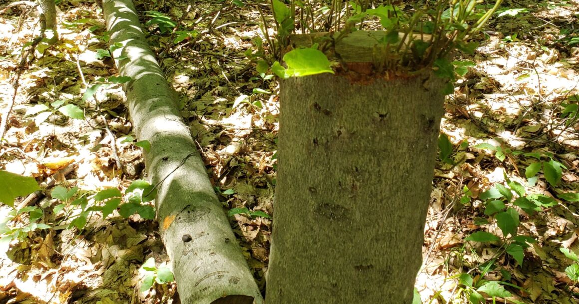 L’abattage d’arbres en santé n’aura pas lieu