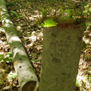 L’abattage d’arbres en santé n’aura pas lieu