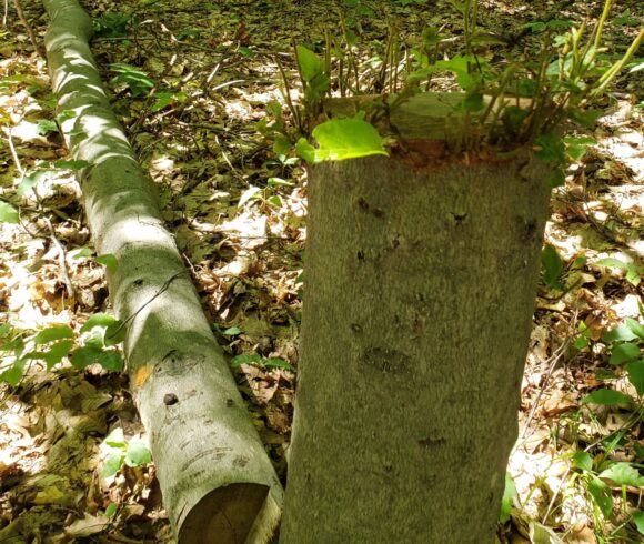 L’abattage d’arbres en santé n’aura pas lieu