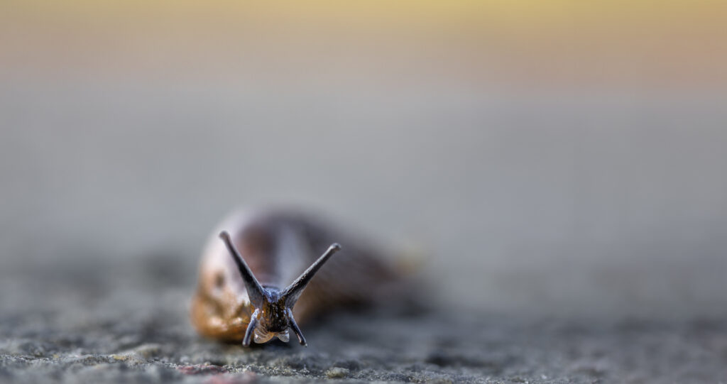 Limace européenne (IStock Peter Vahlersvik