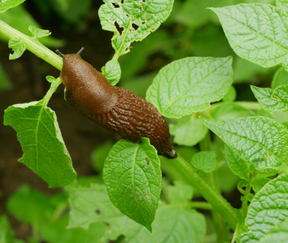 Les limaces exotiques au mont Saint-Bruno