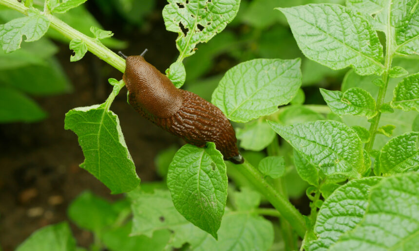 Les limaces exotiques au mont Saint-Bruno