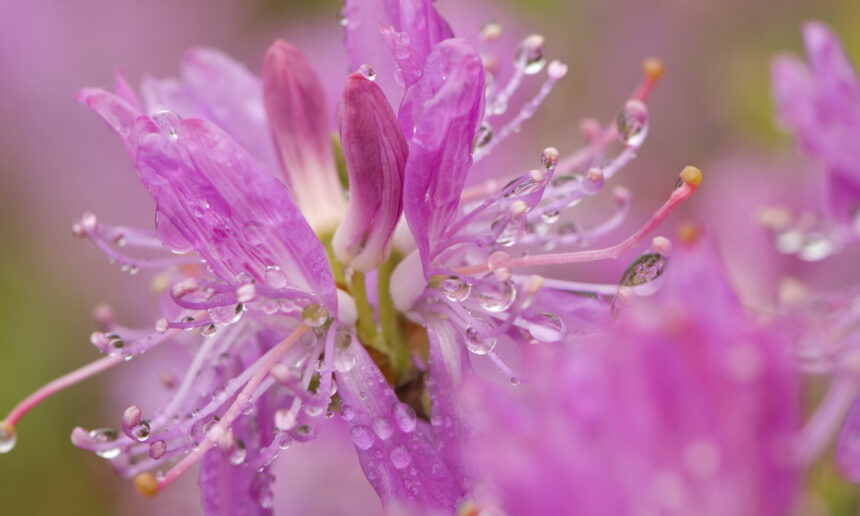 Les tourbières de Saint-Bruno