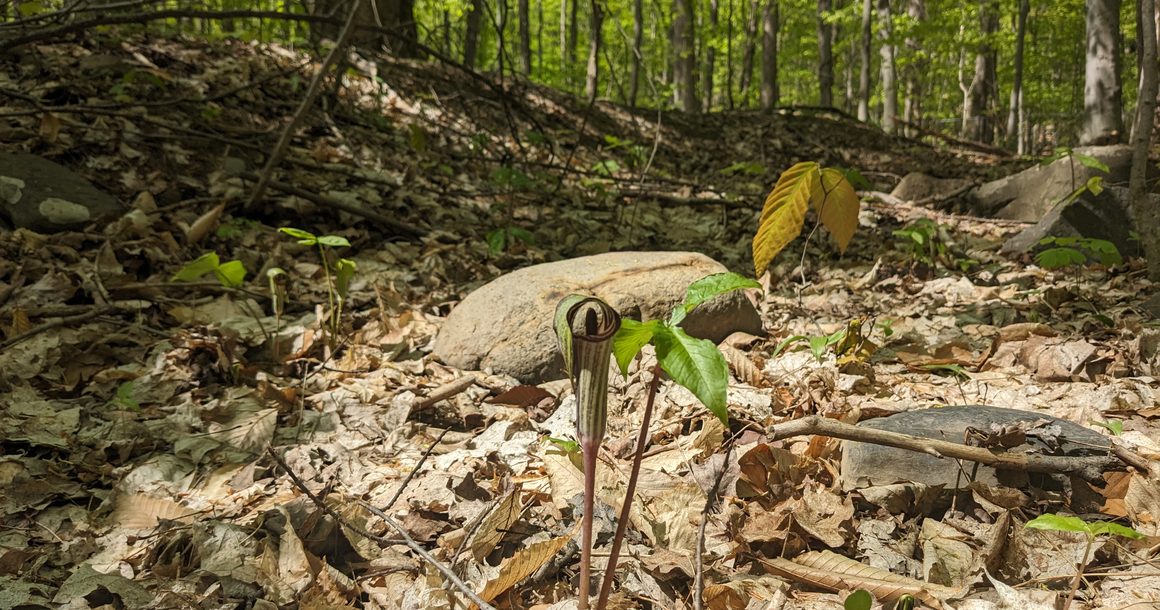 Redécouvrir sa cour arrière : une façon d’agir pour la biodiversité