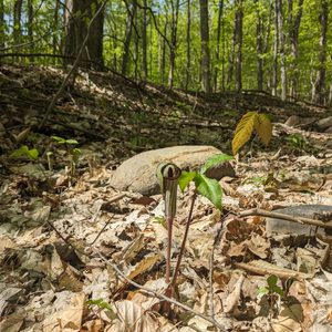 Redécouvrir sa cour arrière : une façon d’agir pour la biodiversité