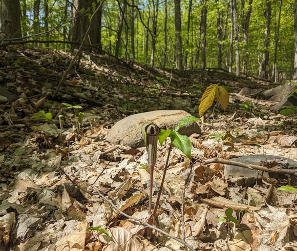 Redécouvrir sa cour arrière : une façon d’agir pour la biodiversité