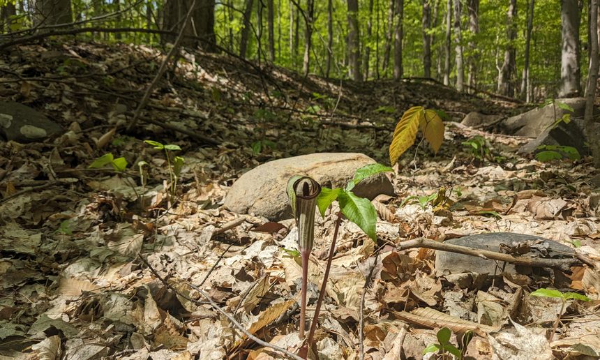 Redécouvrir sa cour arrière : une façon d’agir pour la biodiversité