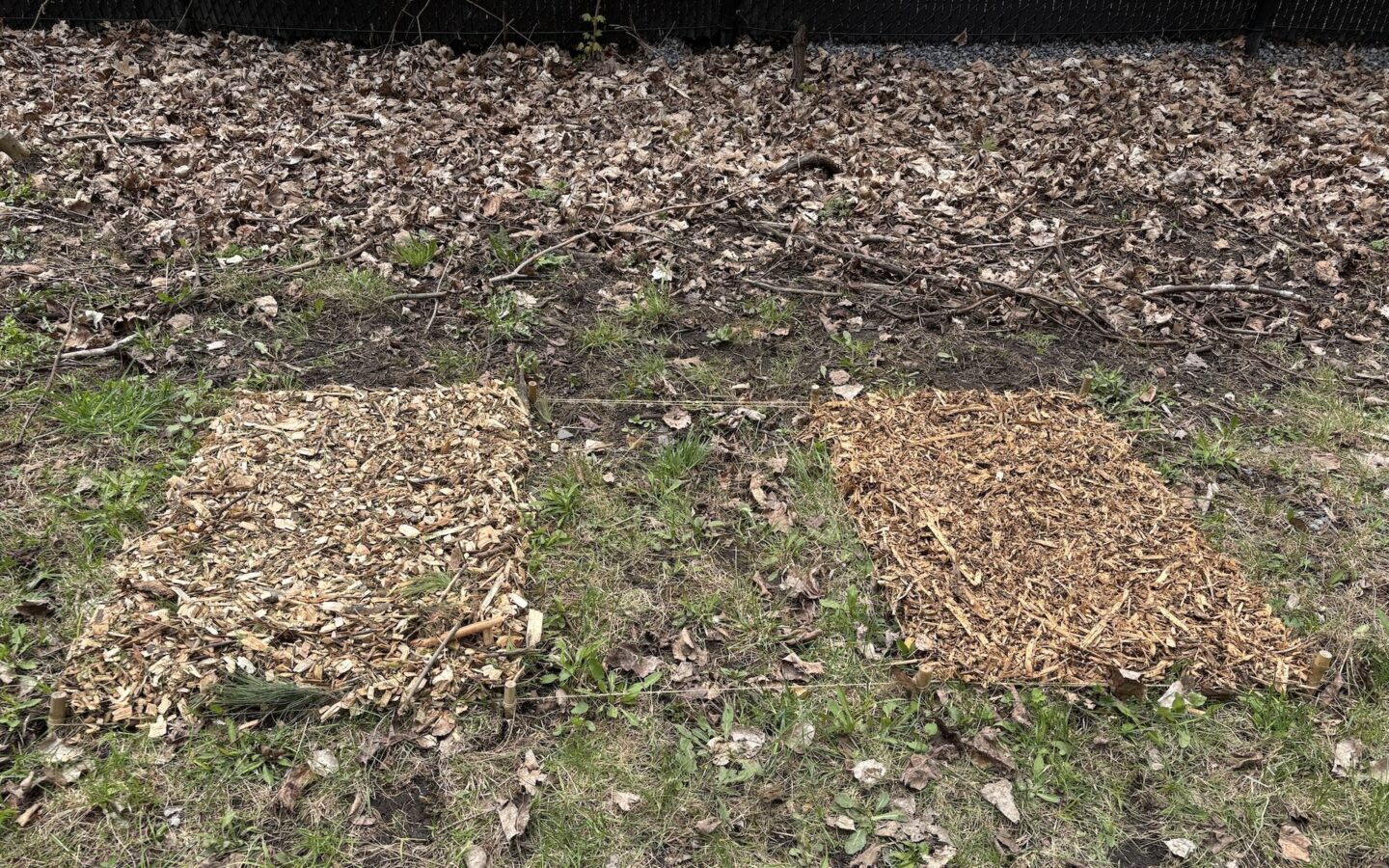 Les placettes sont divisées en 3 sections : paillis de BRF, section de contrôle (vide), paillis de nerprun.