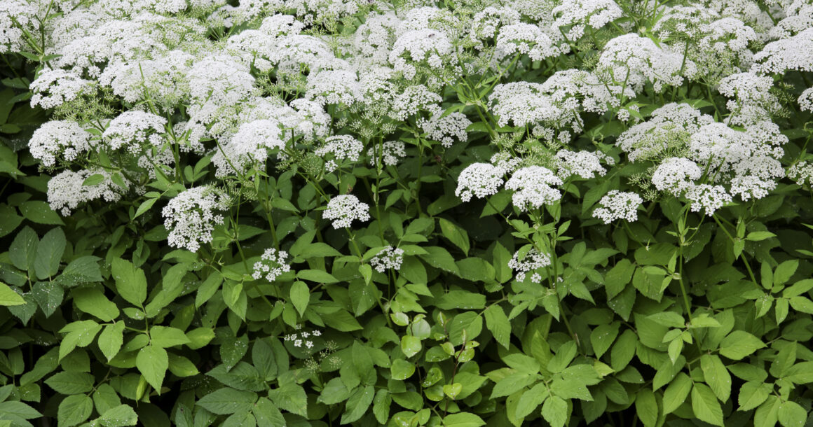 Nouvelle réglementation sur les plantes exotiques envahissantes Nouvelle réglementation sur les plantes exotiques envahissantes