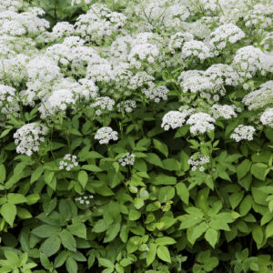 Nouvelle réglementation sur les plantes exotiques envahissantes