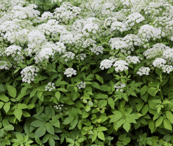 Nouvelle réglementation sur les plantes exotiques envahissantes