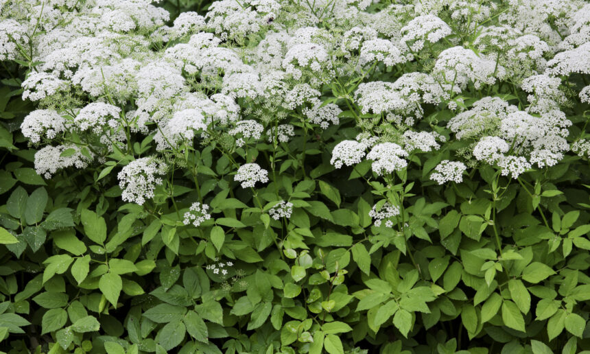 Nouvelle réglementation sur les plantes exotiques envahissantes