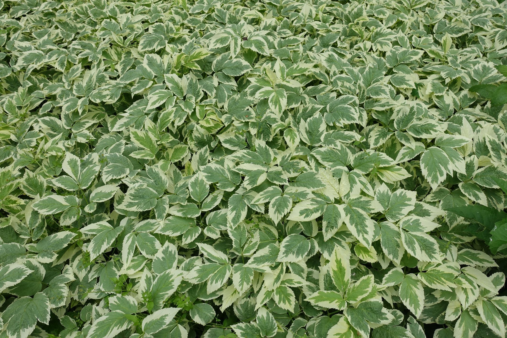 Backdrop - variegated foliage of ground elder in June